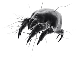 house dust mite